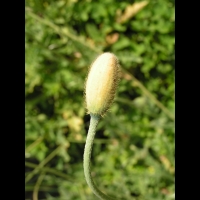 Papaver Atlanticum (fam. Papaveracees) (Europe meridionale) (02)